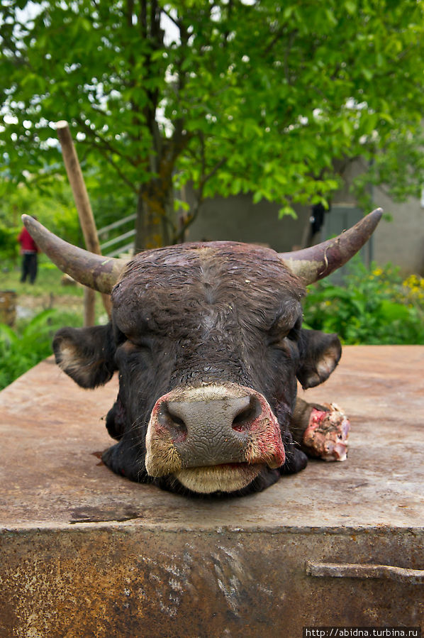 Пару бычков зарезали на свадьбу Южная Осетия