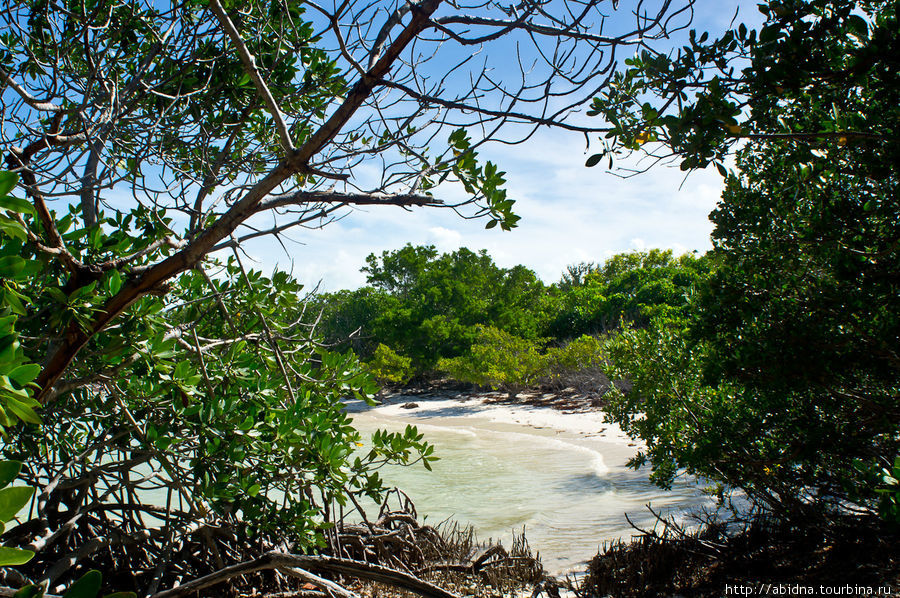 Морское сафари среди мангровых зарослей Кайо Санта Мария, Куба