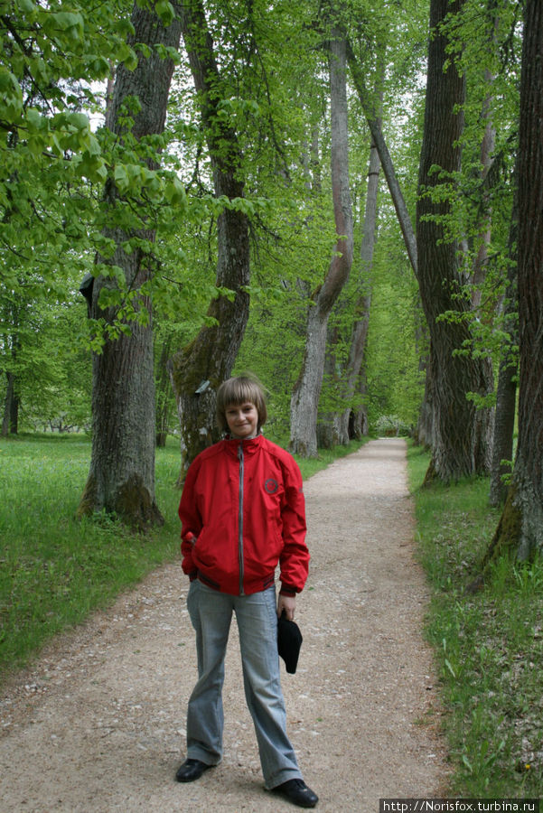 Аллея А.П.Керн в Тригорском.
Скоро возможно будет закрыта из-за старости деревьев, они грозят свалиться кому-нибудь на голову. Псков, Россия