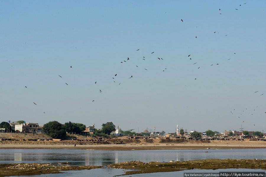 А это орлы. Еды им здесь хватает, поэтому стаи огромных орлов кружат над городом. Лахор, Пакистан