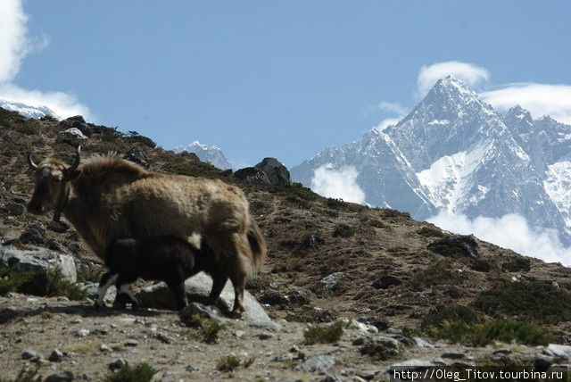 Непал. Восхождение на Island Peak (6 189m) Непал