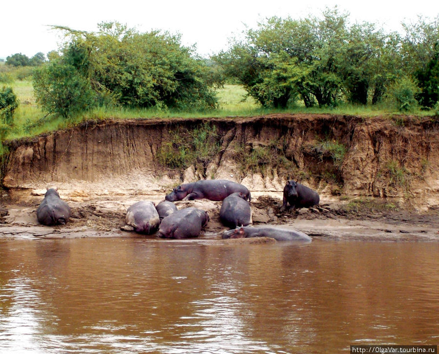 В этом месте река вполне спокойная. А берега здесь хоть и невысокие, но вполне крутые Масаи-Мара Национальный Парк, Кения