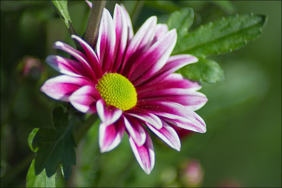 Two Tone Pink. Фото Елены Свиридовой Никита, Россия