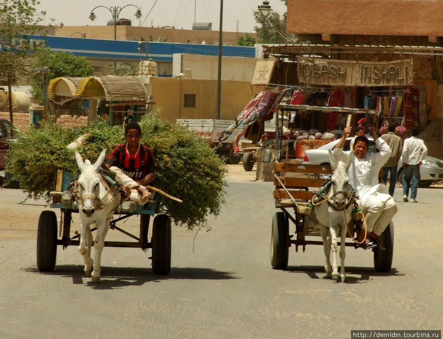 Гонки на ослах Оазис Сива, Египет