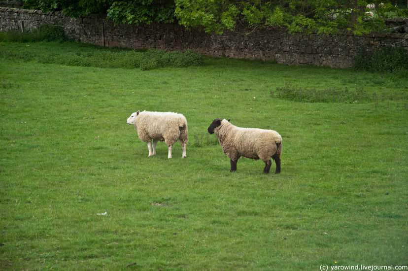 Процветает интернационализм: белая английская овечка щиплет траву рядом с негритянкой:). Эдинбург, Великобритания