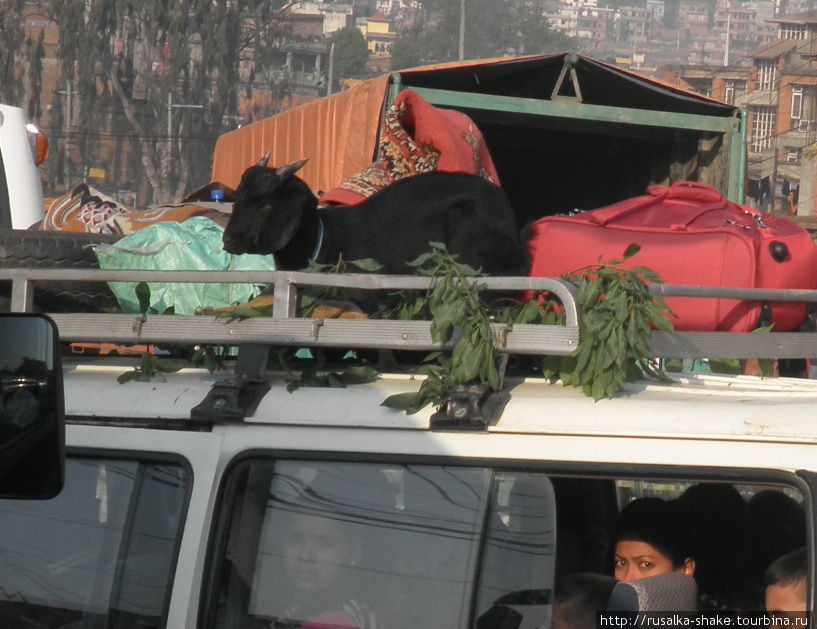 Коза тоже хочет ехать Катманду, Непал