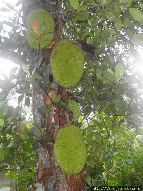 Плоды хлебного дерева Южная провинция, Шри-Ланка