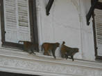 А обезьяны до сих пор злобно завидуют и гадят сверху на благословенный город Катманду.