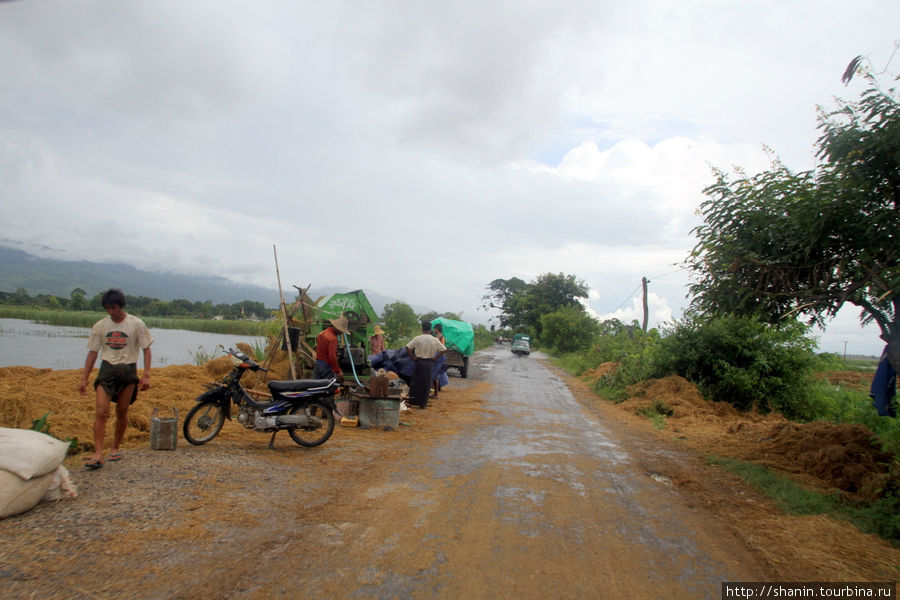 Рисоводы на озере Инле Ньяунг-Шве, Мьянма