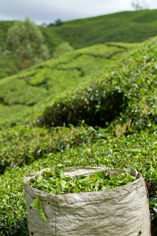 Чайные плантации Boh Sung