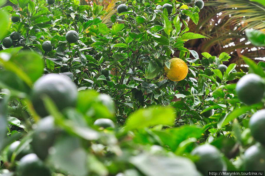 Лимоны и апельсины, растут по всему городу Пальма-де-Майорка, остров Майорка, Испания