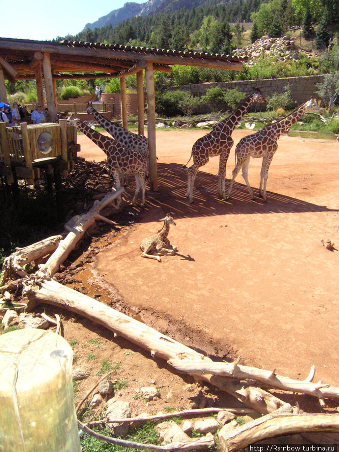 Пообщаться  с жирафами