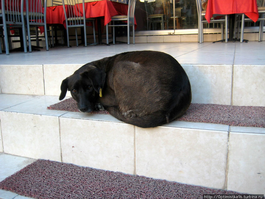 В компании ослов и собак. Зоопарк на улицах нашего города Дидим, Турция