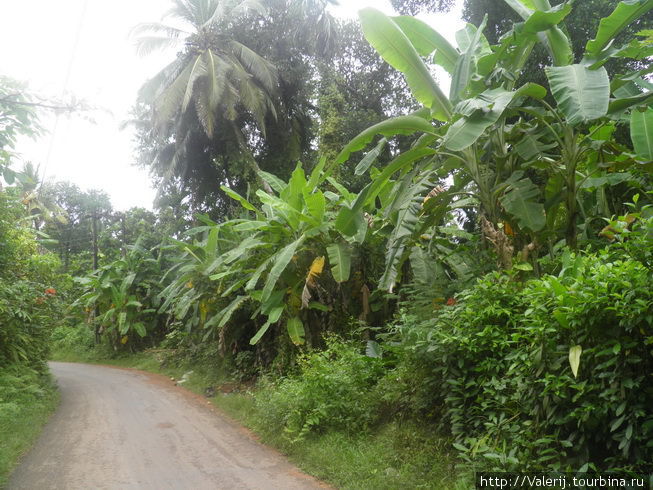 А бананы на окраине Южная провинция, Шри-Ланка