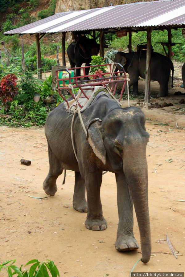 Катание на слонах по джунглям, один из вариантов