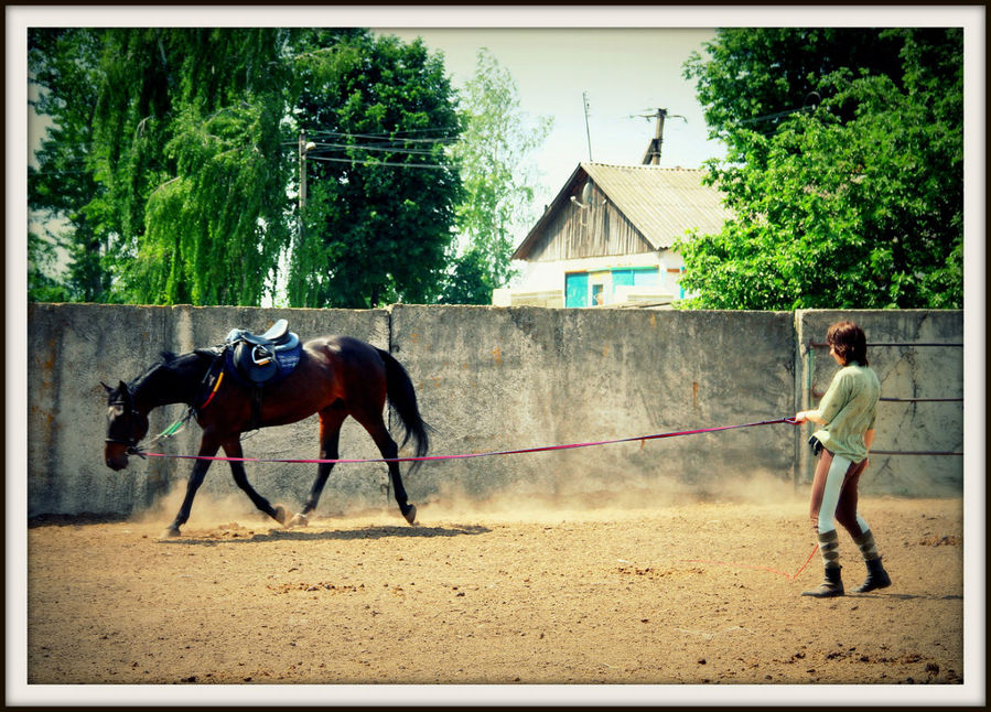 Лошадь человеку крылья Тульская область, Россия