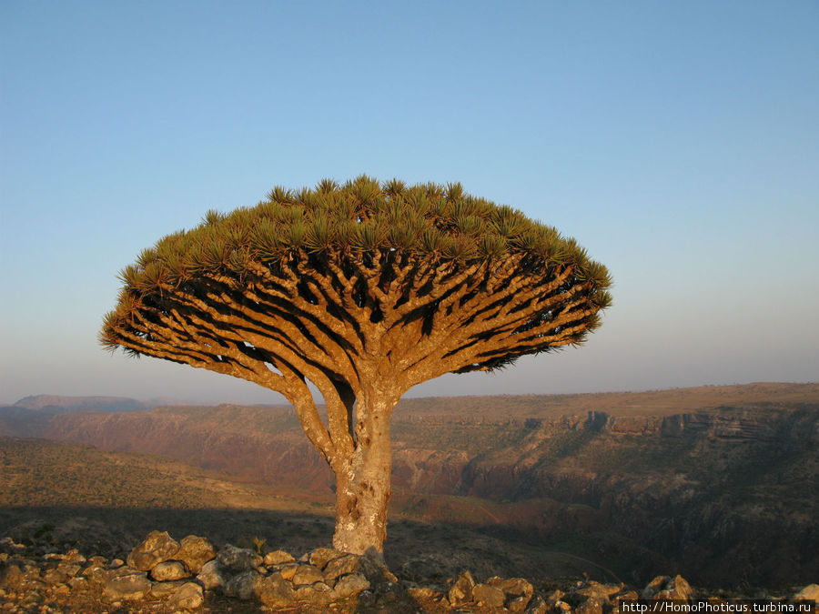 Зонты плато Диксам Остров Сокотра, Йемен