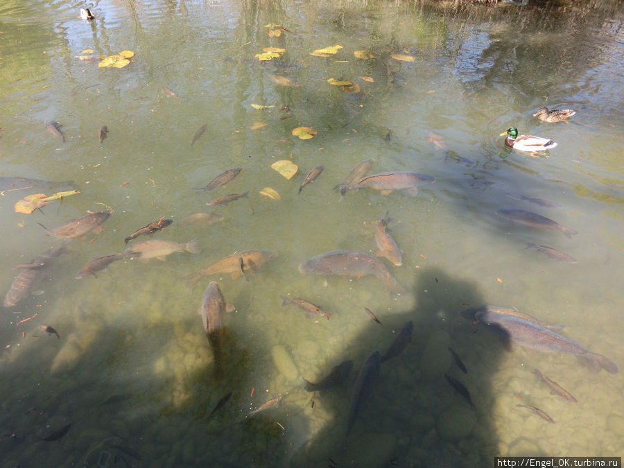 рыбы в пруду Остров Майнау, Германия