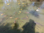 рыбы в пруду