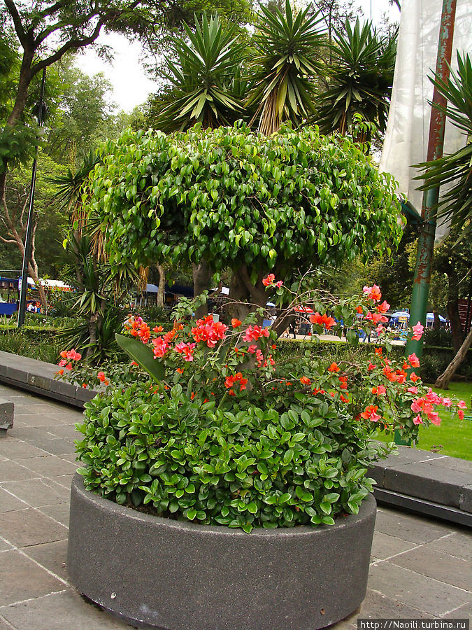 Ботанический сад Чапультепек Мехико, Мексика