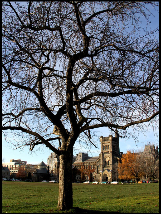 Необычная атмосфера канадского университета №1 Торонто, Канада