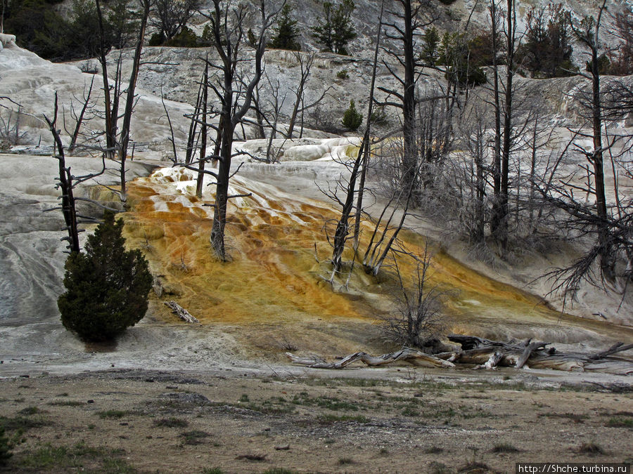 Террасы Мамонтовых горячих источников (Mammoth Hot Spring) Йеллоустоун Национальный Парк, CША