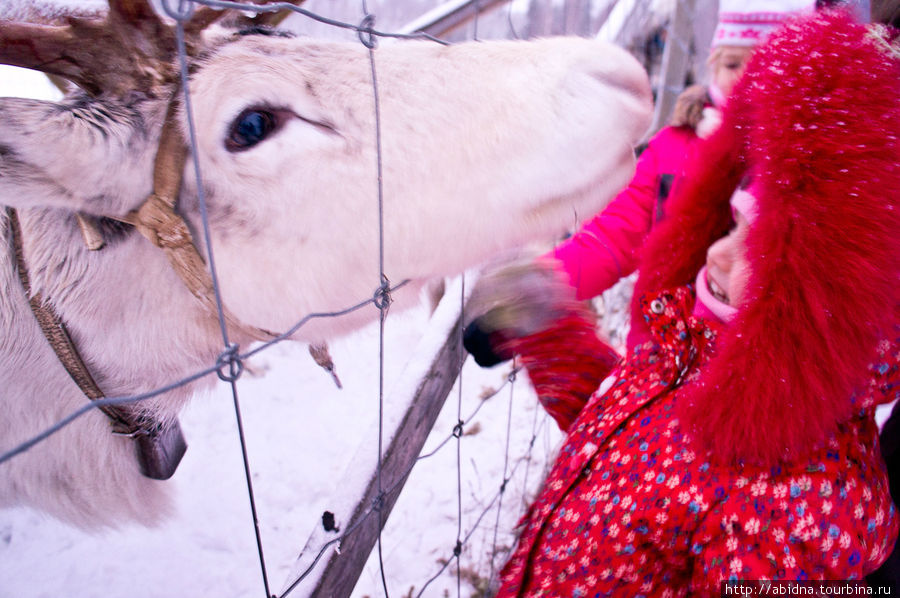 Детишки в восторге от кормления оленей Нурмес, Финляндия