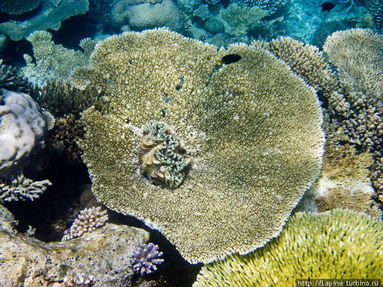 Гигантский моллюск (Tradacna maxima) на огромном зонтике коралла Южный Ари Атолл, Мальдивские острова