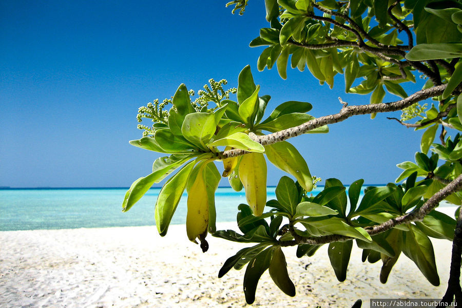 Мальдивы. Самый райский отдых! Мальдивские острова