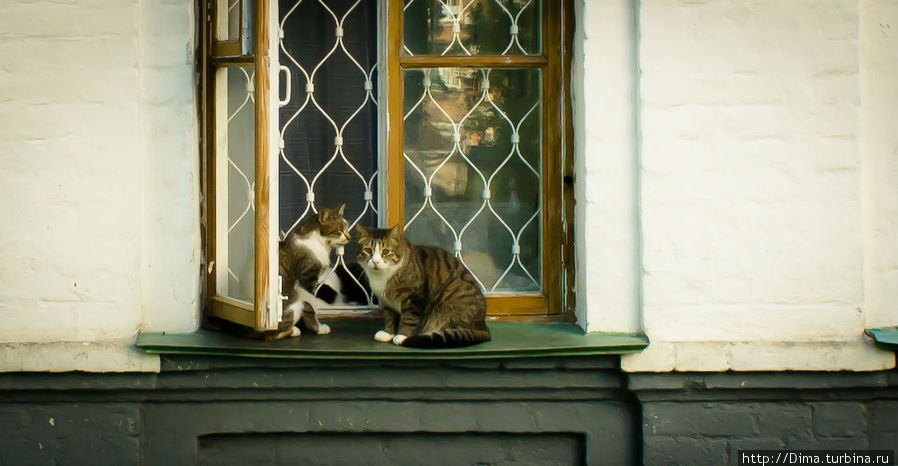 Две кошки подслушивали что-то у окна. А потом заметили нас и смутились. Киев, Украина