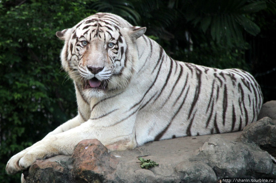 Белая тигрица — гордость бангкокского зоопарка Дусит Бангкок, Таиланд
