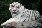 Белая тигрица — гордость бангкокского зоопарка Дусит