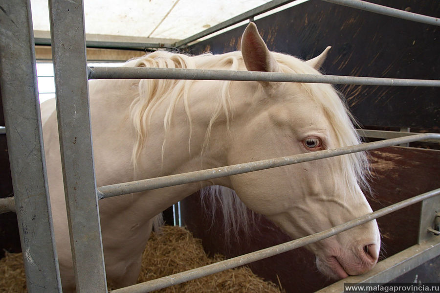Лошадка-блондинка с голубыми глазами. Пользуется бешеной популярностью у арабских шейхов