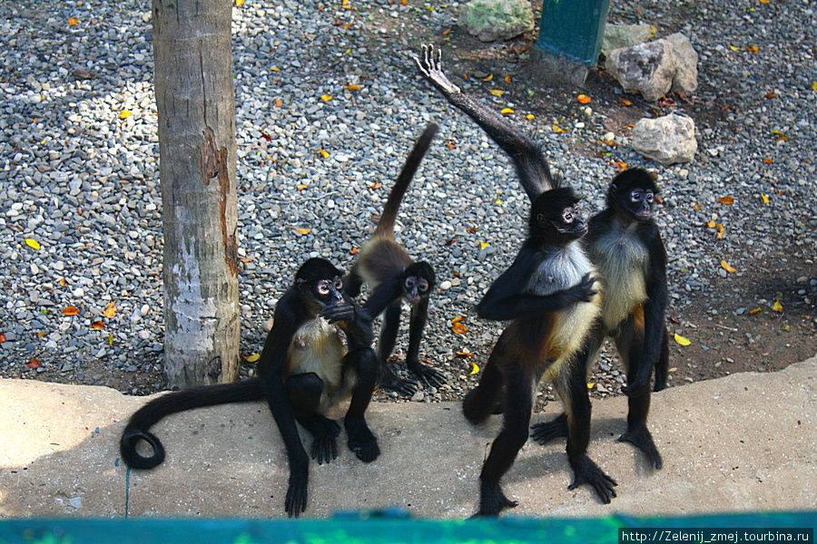 Паукообразные обезьяны Вильяэрмоса, Мексика