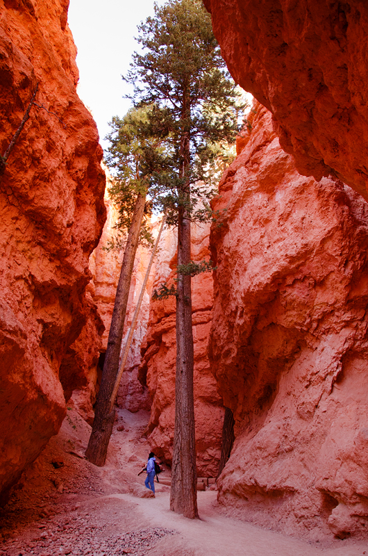 Начало Wall Street, узкой щели между скалами. Это самая запоминающаяся часть Navajo Loop. Национальный парк Брайс-Каньон, CША