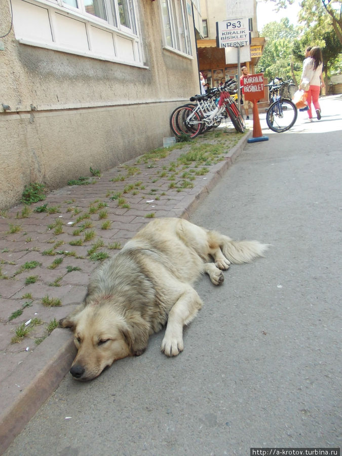 сонные собаки, как и везде в Стамбуле, на острове тоже Стамбул, Турция