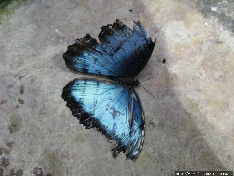 Бабочка Провинция Алахуэла, Коста-Рика