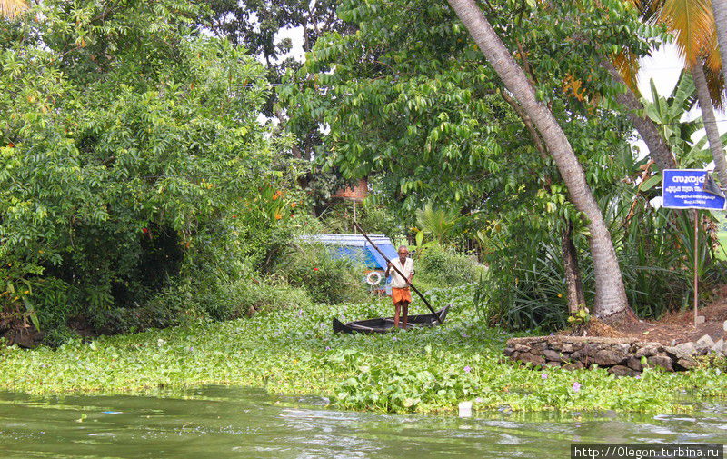 Мужчина пробирается по каналу сквозь бурно заросшие водоросли Коллам, Индия