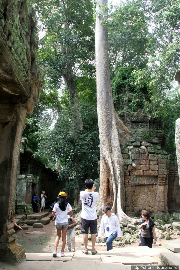 Гигантские деревья на руинах Ангкор (столица государства кхмеров), Камбоджа
