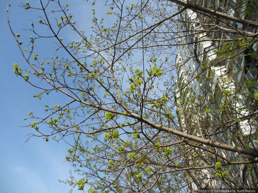 Весна в Москве. А точнее — весна в моём районе, в Чертанове Москва, Россия