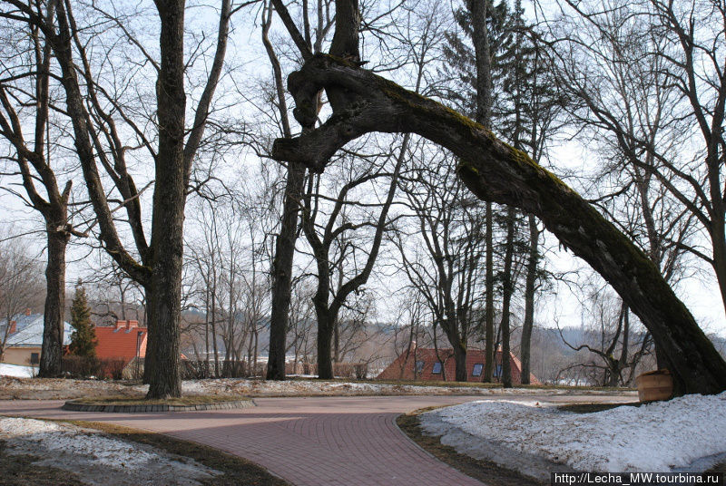 Деревья в парке в Валмиера Алуксне, Латвия