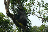 Горная горилла, всё-таки, больше любит находиться на земле. А этот парень- сильвербэк- залез на дерево