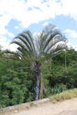 Пальма- эндемик. символ Мадагаскара