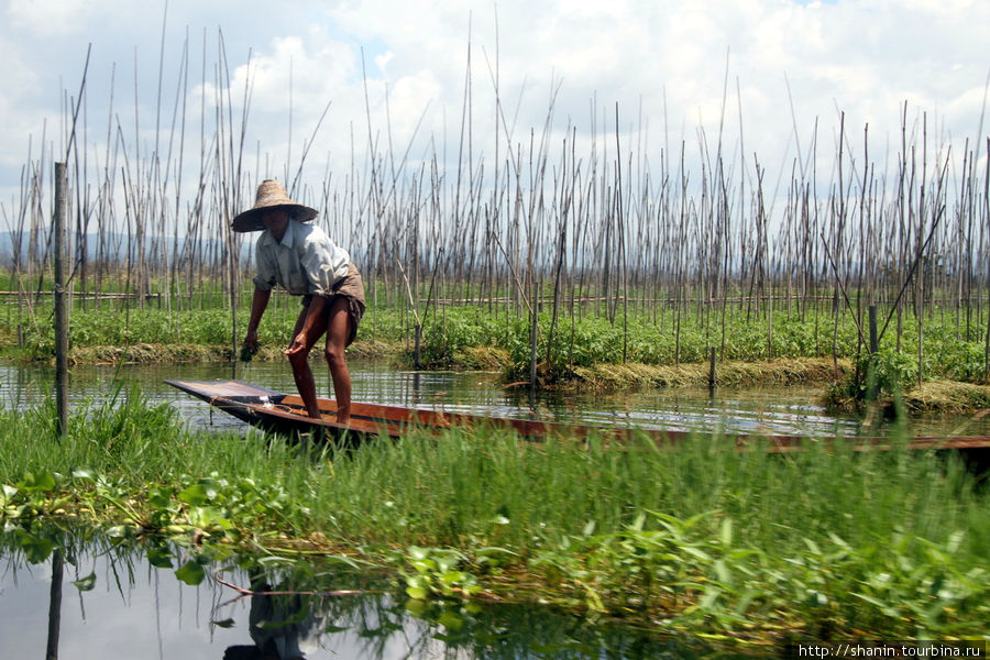 На плавучем огороде на озере Инле Ньяунг-Шве, Мьянма