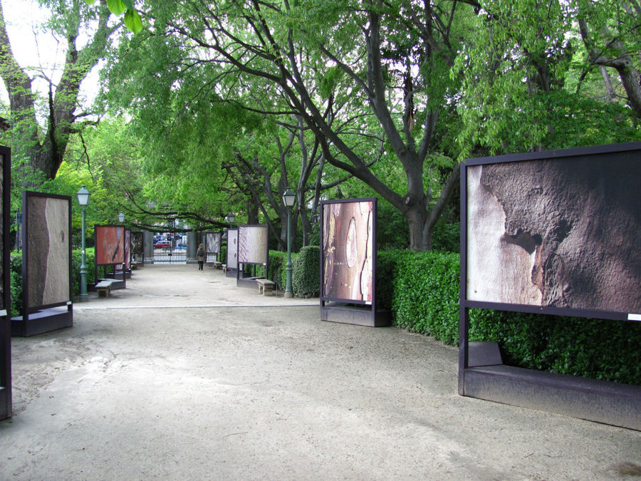 на одной из аллей выставка фотографий коры деревьев. очень красиво! Мадрид, Испания