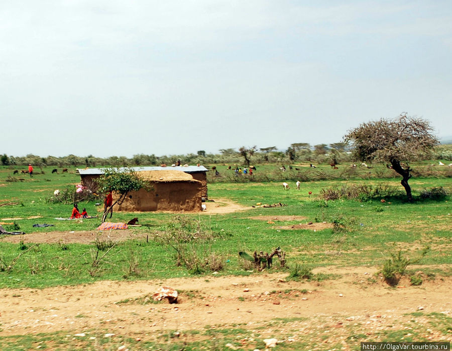 Вполне приличный домик по масайским меркам Масаи-Мара Национальный Парк, Кения
