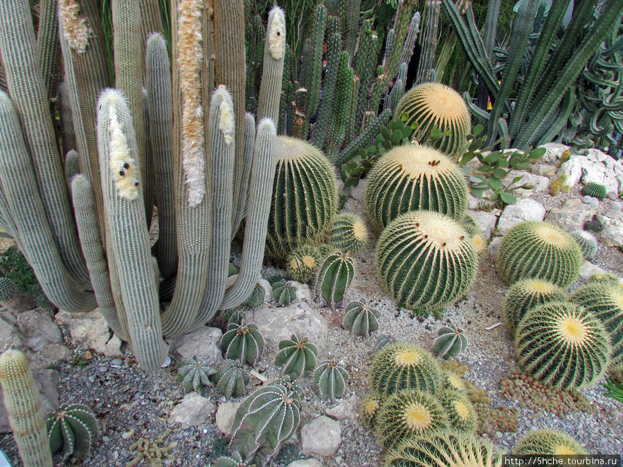 гордость коллекции — эхинокактус Грузона (Echinocactus grusonii) или “золотой шар” – 4 экземпляра шаровидных мексиканских кактусов 50-летнего возраста, высотой 0,8 м и диаметром до 1 м, цветущих и плодоносящих. Никита, Россия