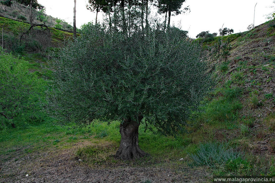 Оливковое дерево Малага, Испания