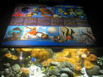 Все персонажи В поисках Немо в одном аквариуме, дети в восторге!