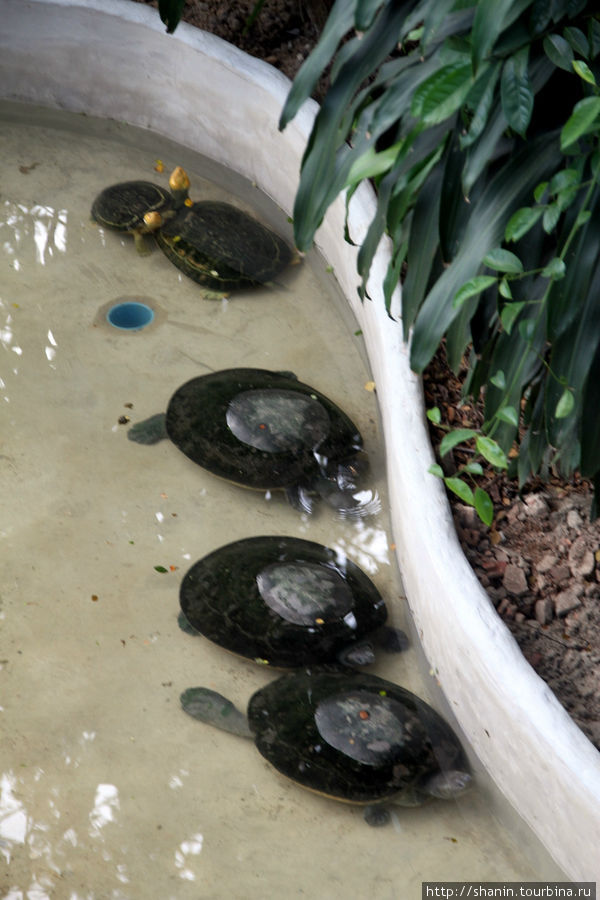 Черепахи Бангкок, Таиланд